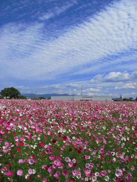 秋空