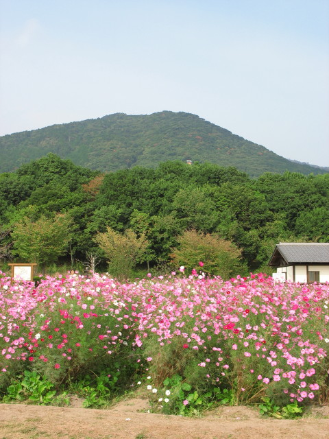 金立山とコスモス