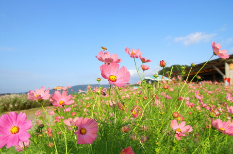 コスモス園