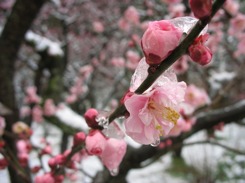 雪の中で開花する梅