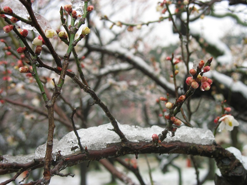 雪が積もる梅の枝