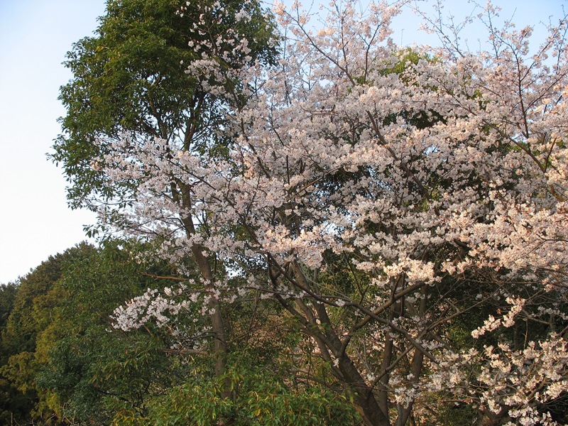 桜