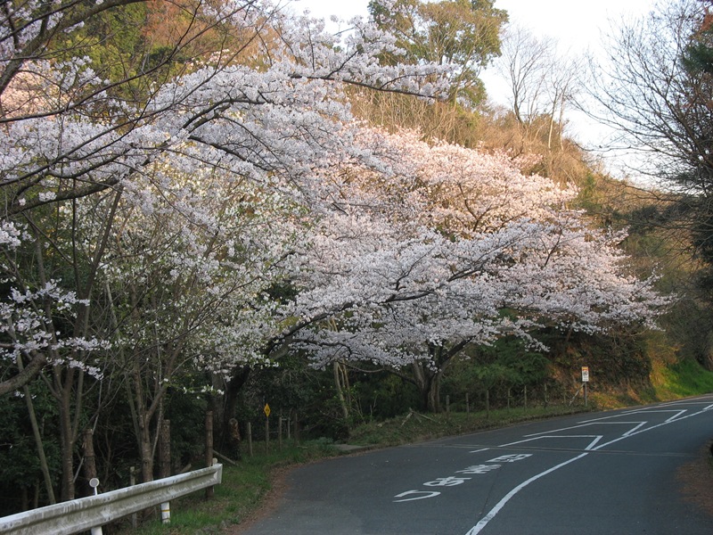 桜