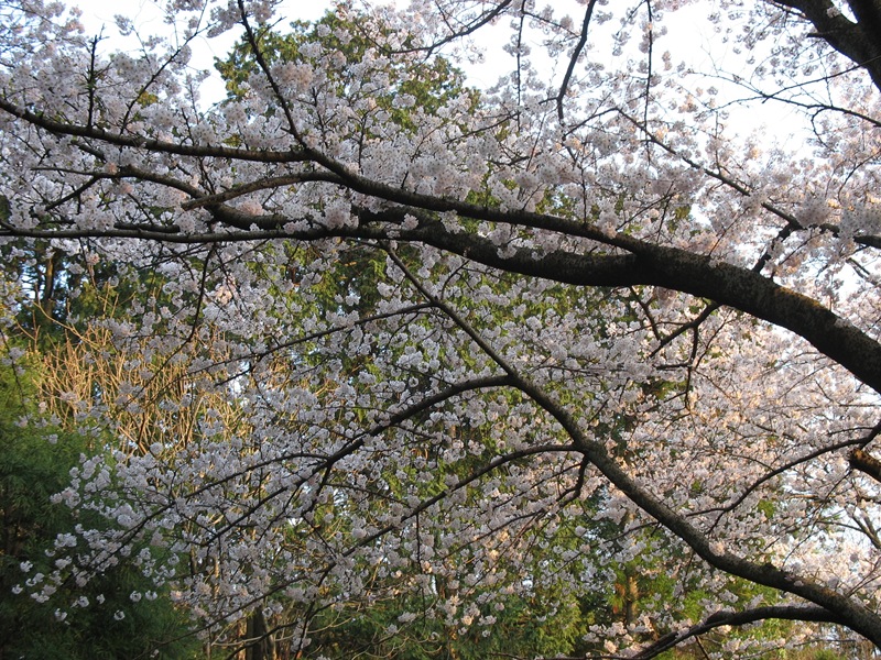 桜