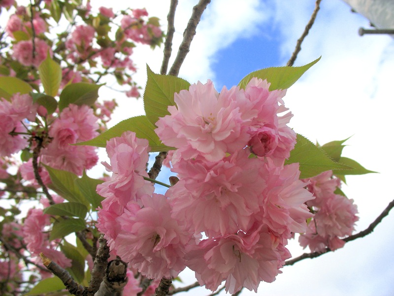 八重桜