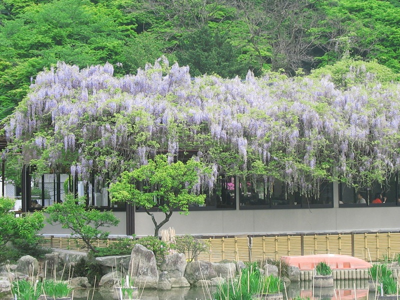 東屋の大藤