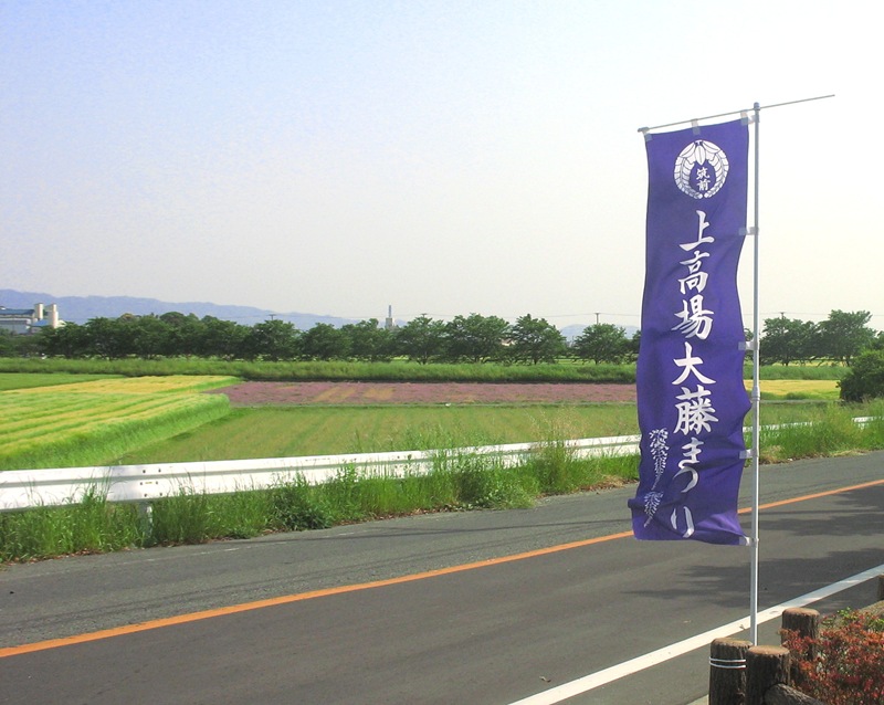 上高場大藤まつり