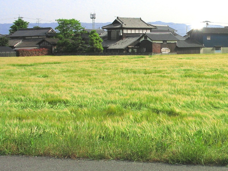 麦秋まじか