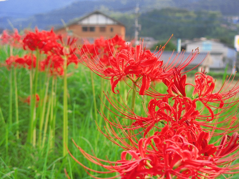 彼岸花