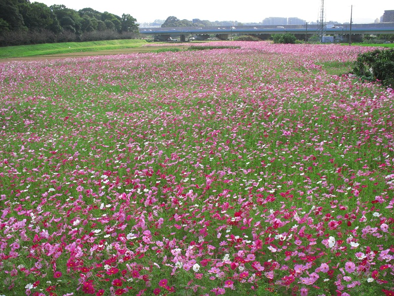 水城跡のコスモス