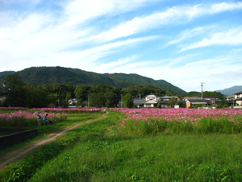 観世音寺のコスモス