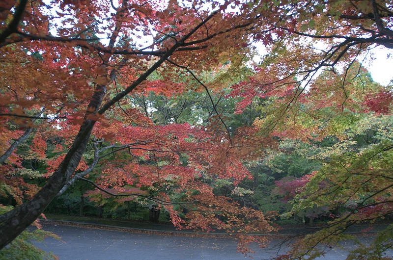 駐車場の紅葉