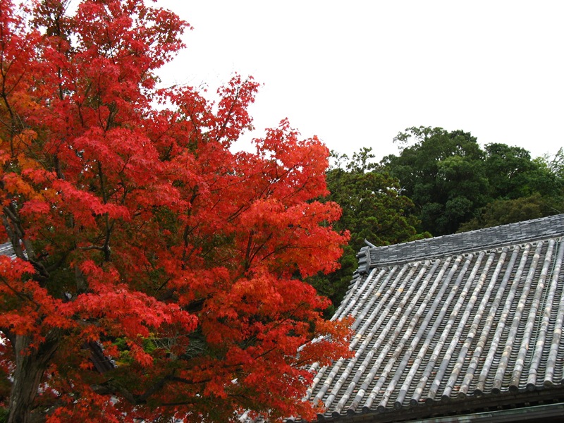 燃えるように赤い紅葉