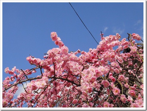 枝垂れ桜