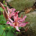 Thumbnail of related posts 023