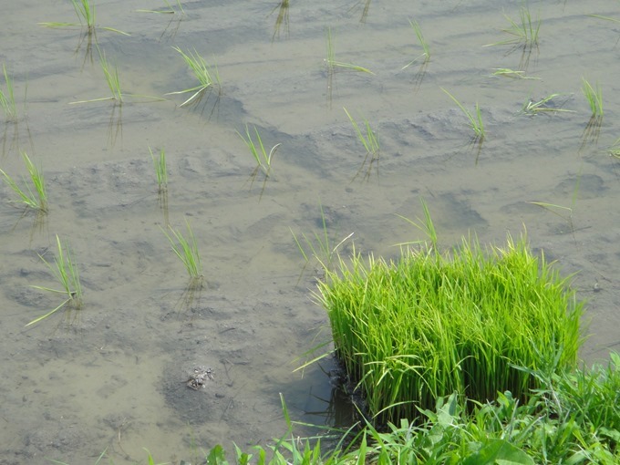 田植え