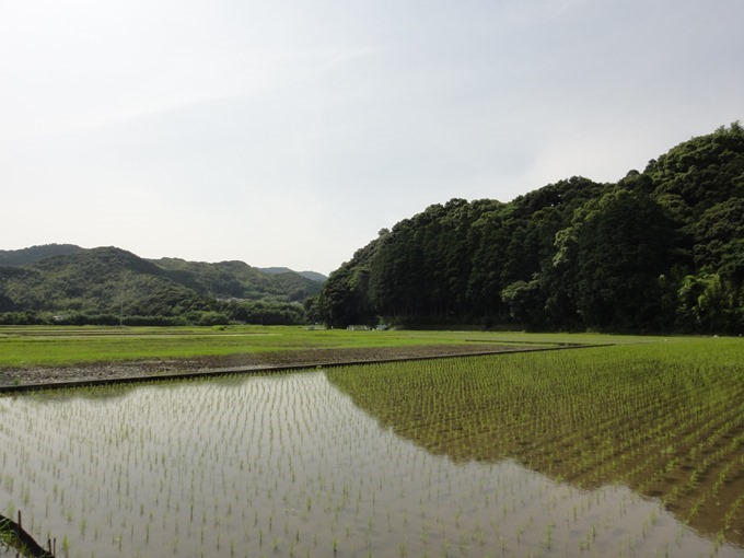 水田