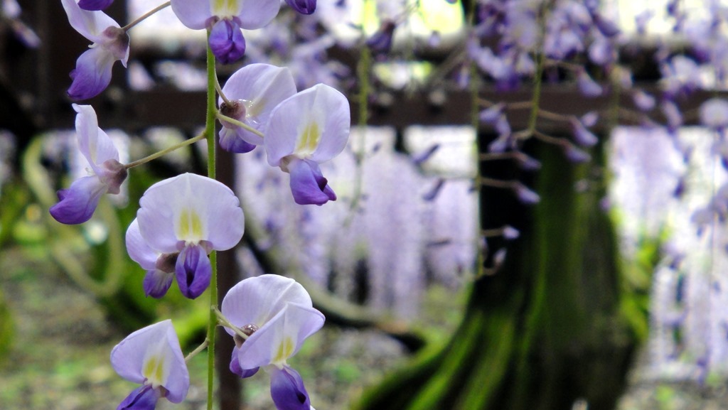 藤の花