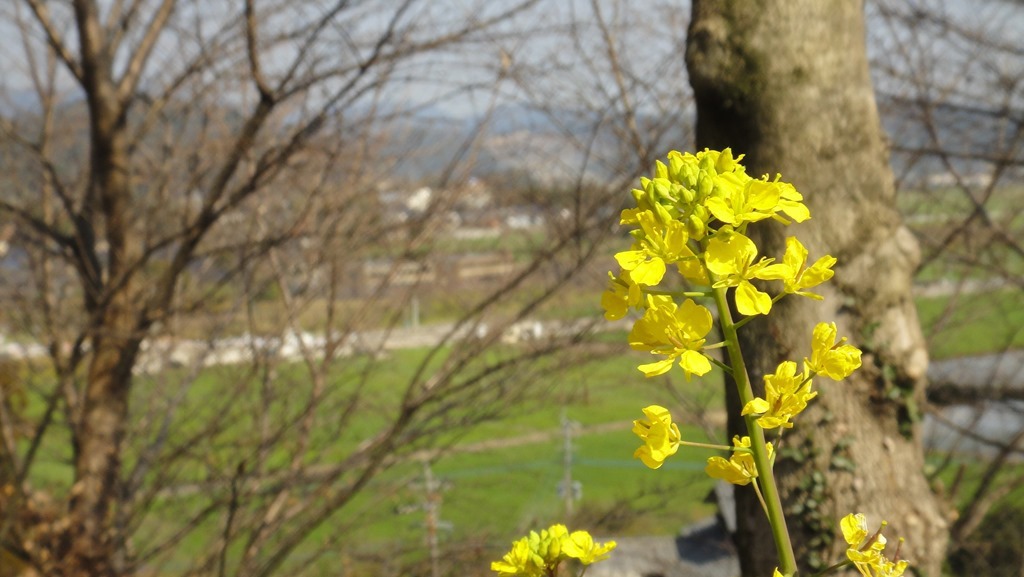 菜の花