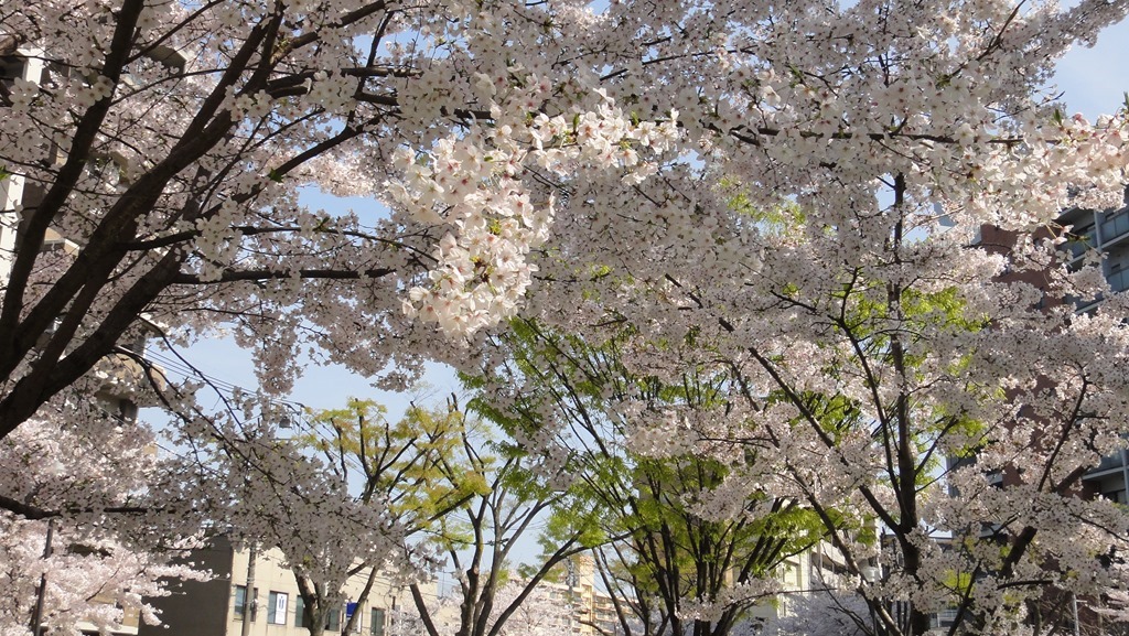 満開の桜