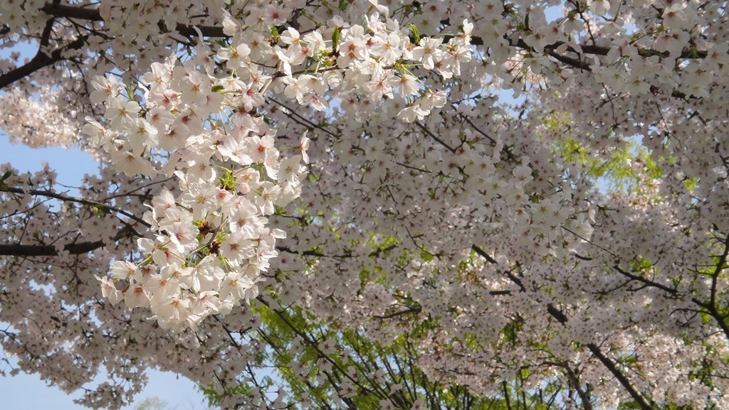 桜の花とけやきの若葉