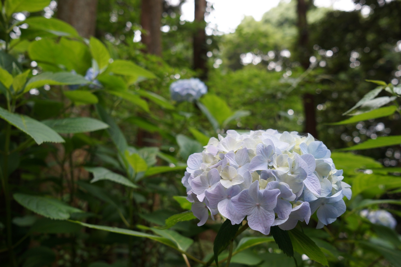 紫陽花