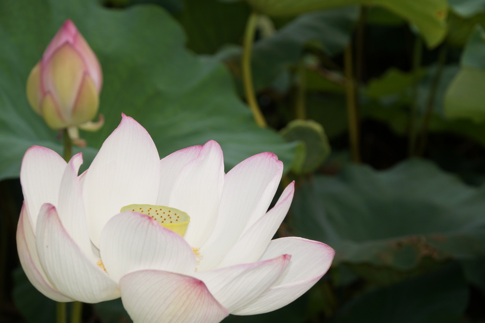 蓮の花と蕾