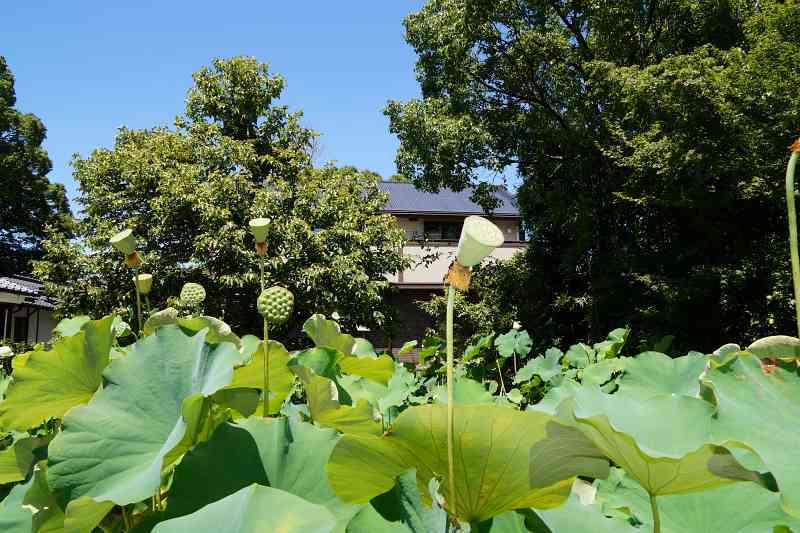 花托