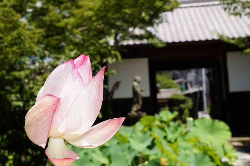 蓮の花