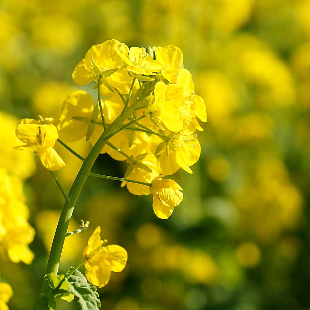 福岡市植物園 冬の散策 菜の花 蝋梅 日本水仙 Lush Life