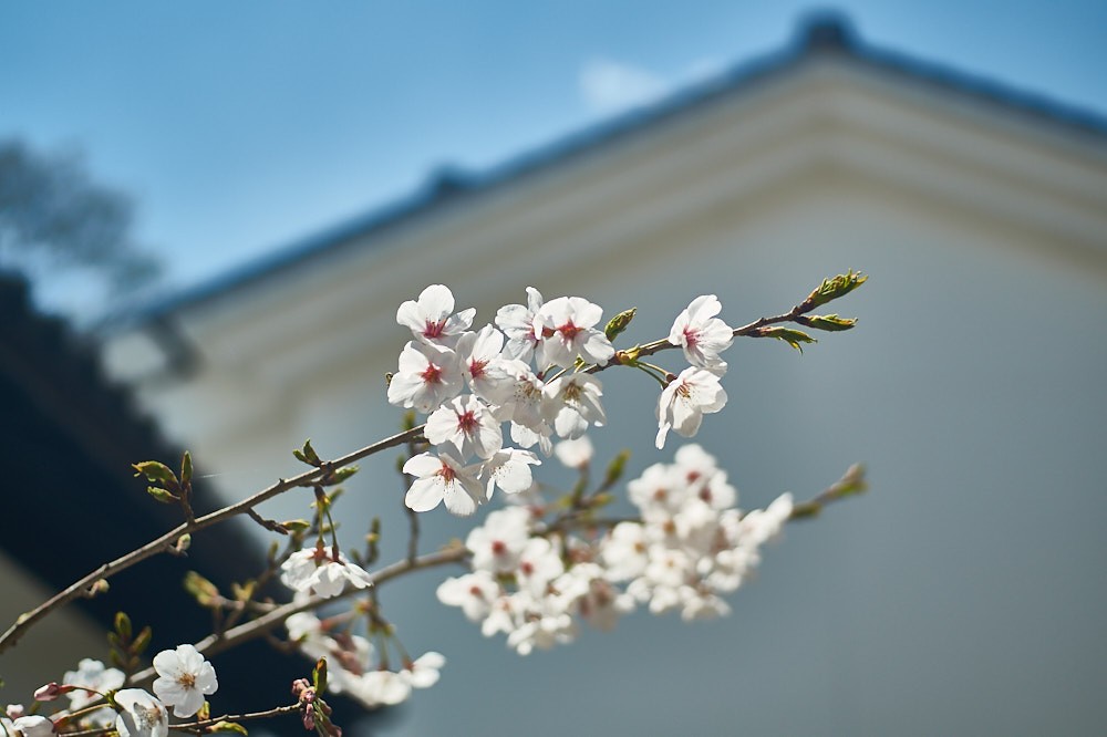 杉の馬場の桜