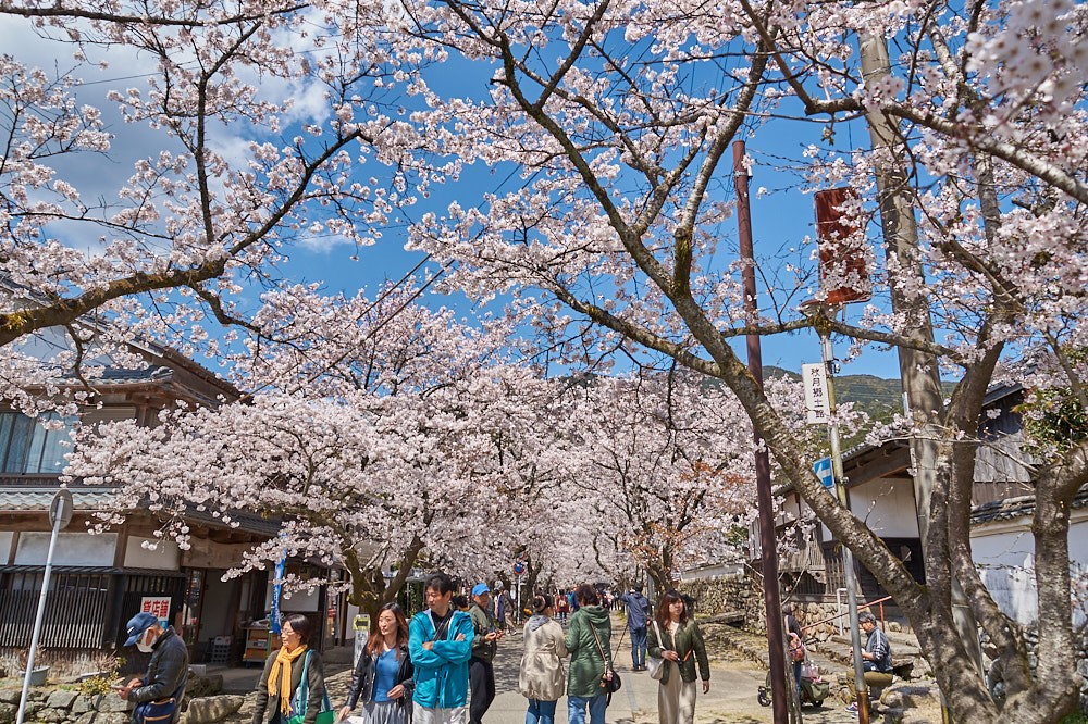 杉の馬場と桜