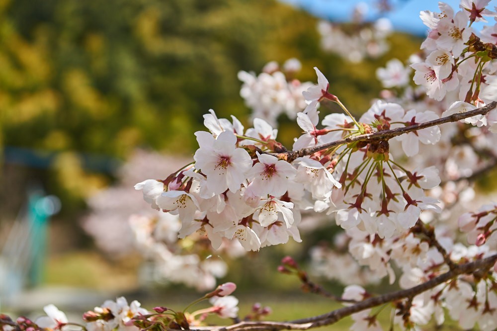 杉の馬場の桜