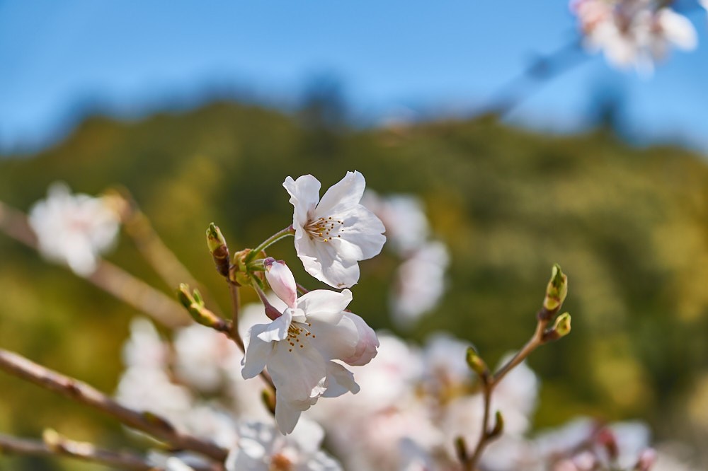 杉の馬場の桜