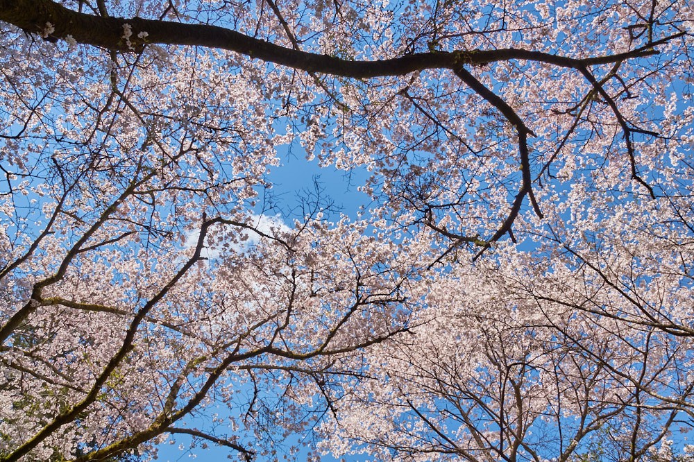 梅園公園の桜