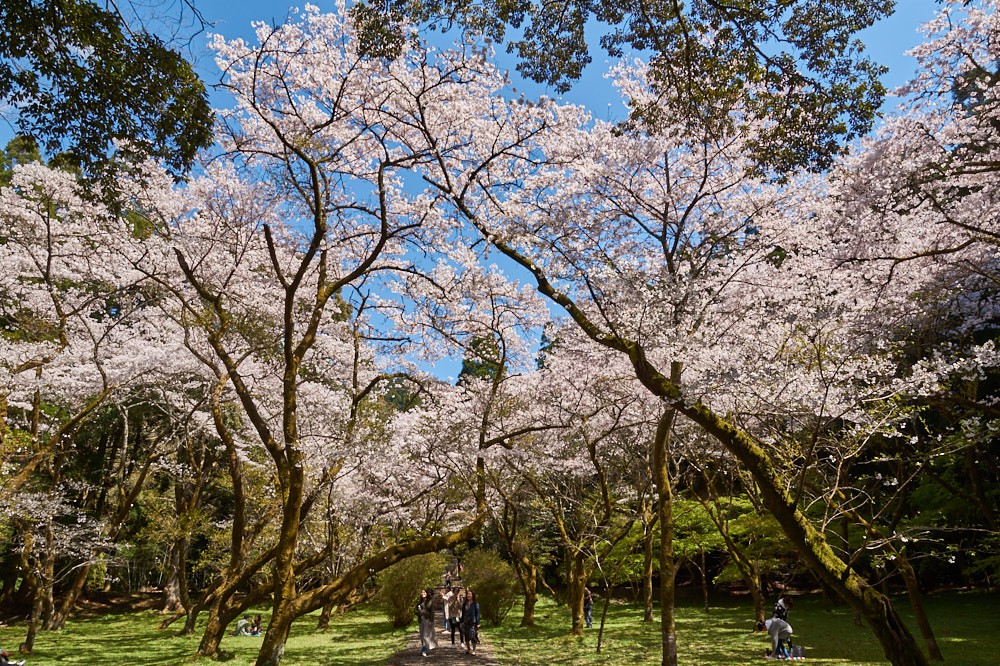 梅園公園の桜