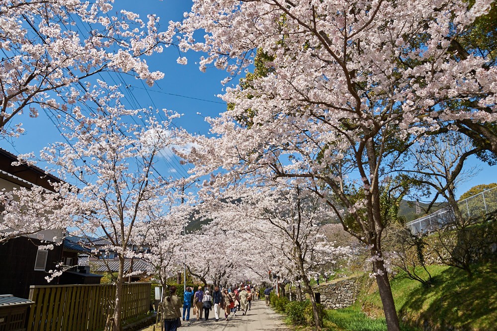 杉の馬場の桜