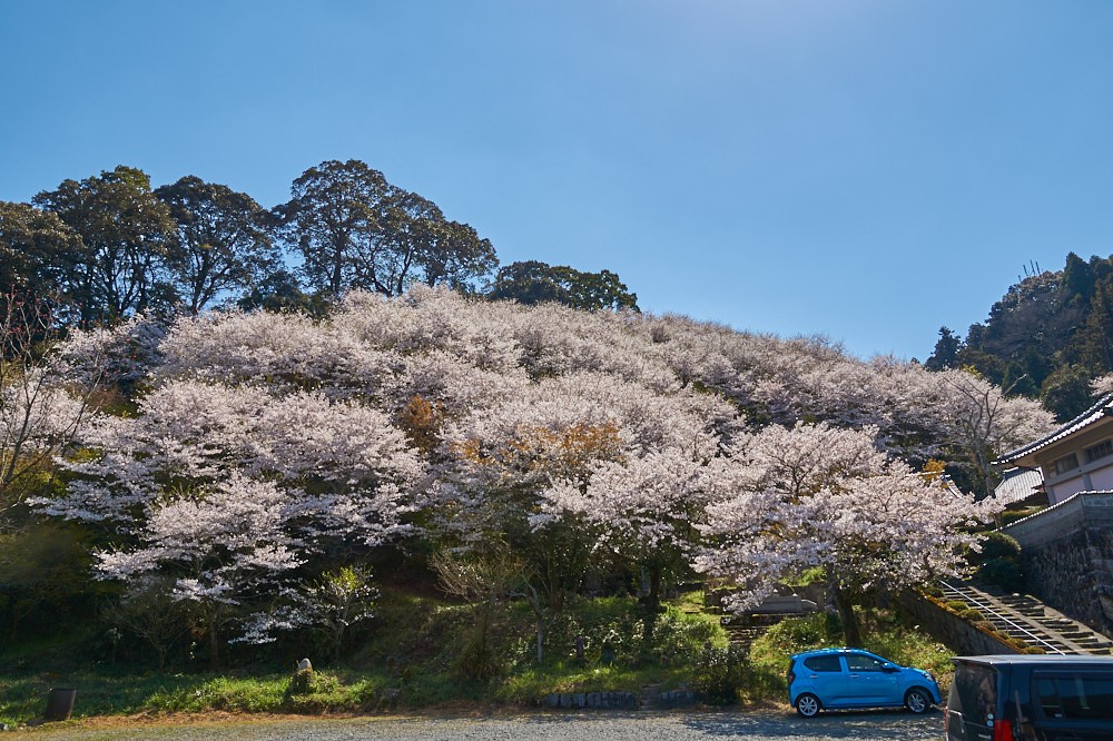 本證寺の桜