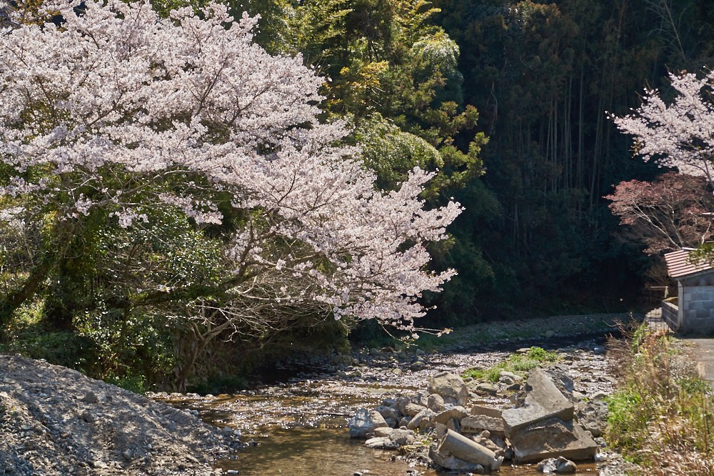 野鳥川と桜