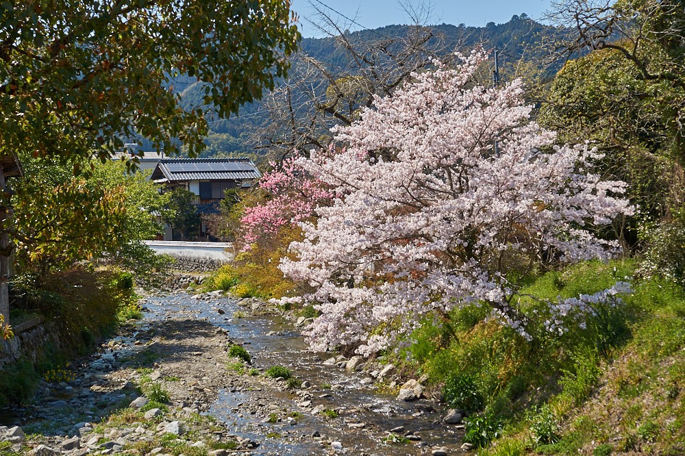 野鳥川と桜