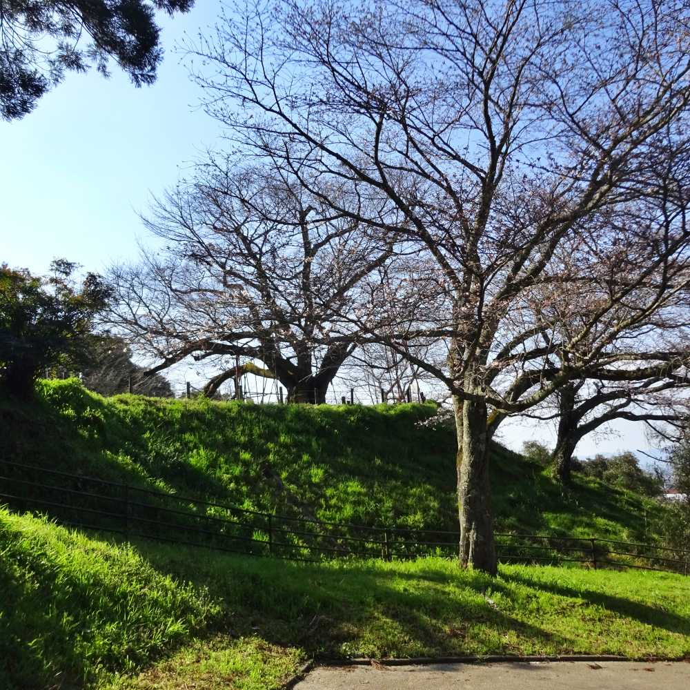 浅井の一本桜