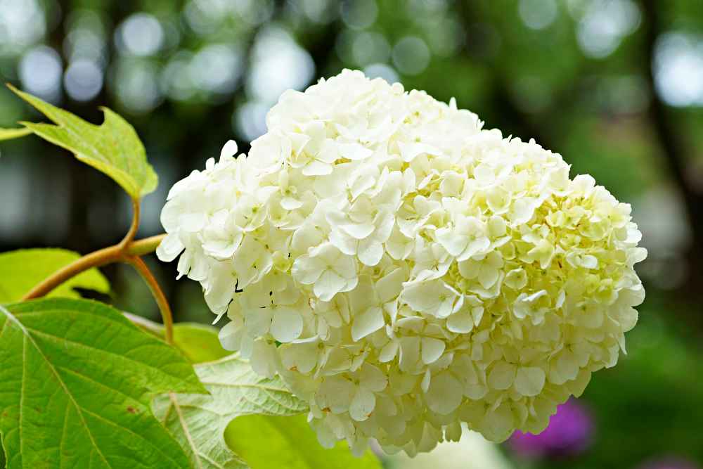 白い紫陽花（アナベル）