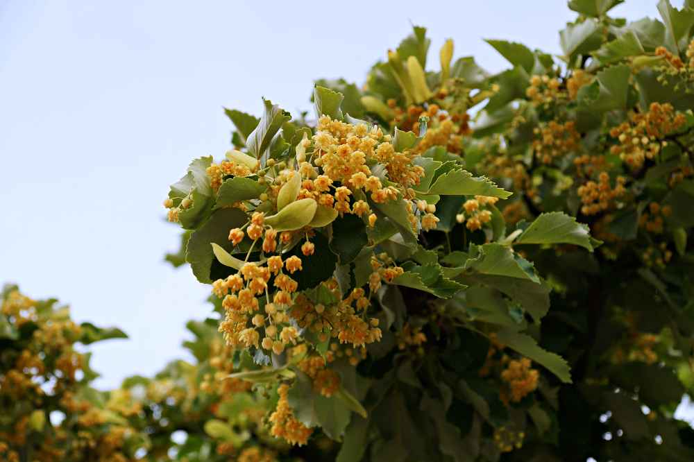 恵光院の菩提樹