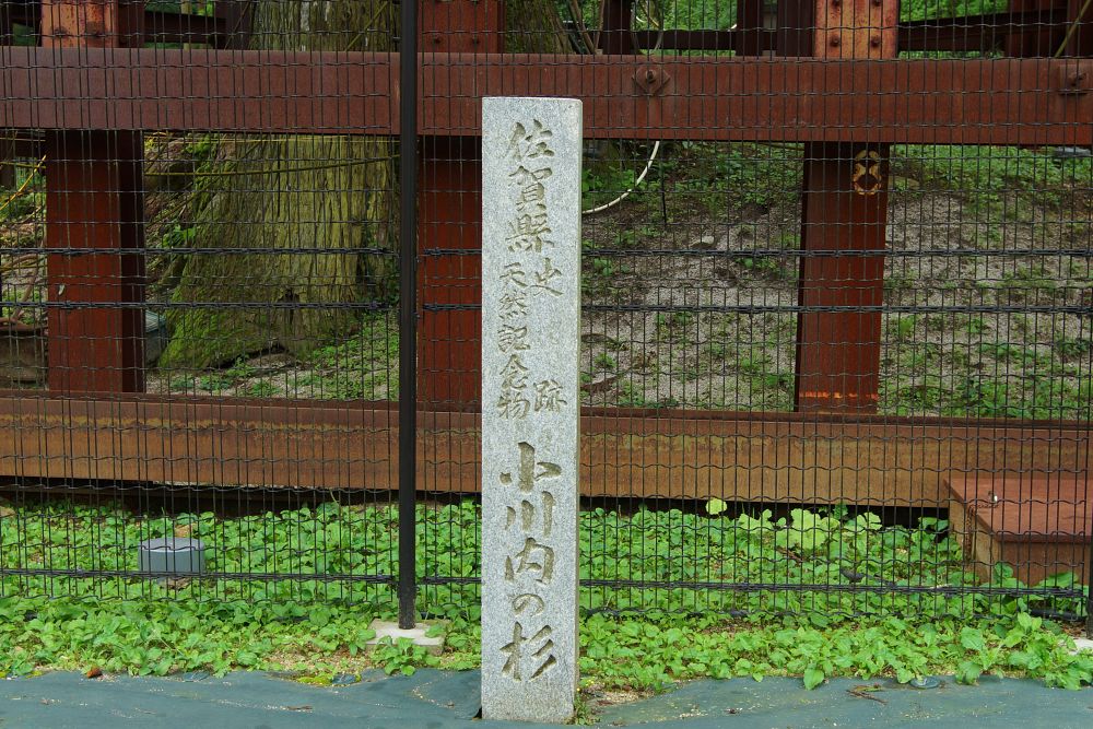 佐賀県史跡天然記念物 小川内の杉