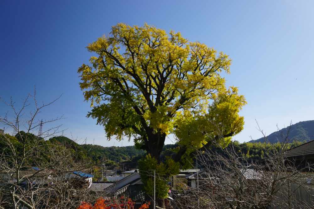 泉山弁財天神社からの大公孫樹