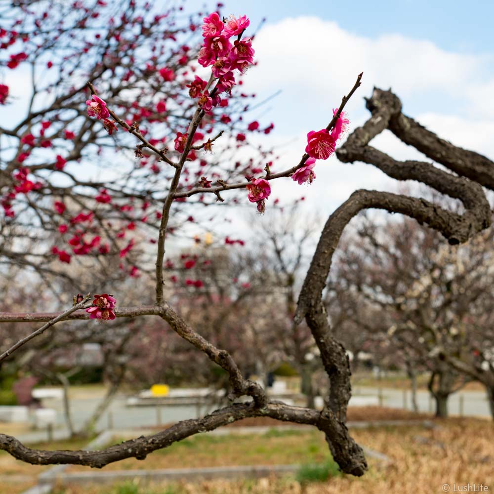 舞鶴公園の梅