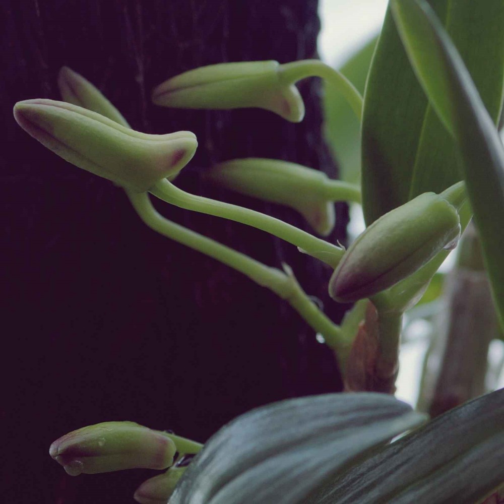 デンドロビウムの花芽