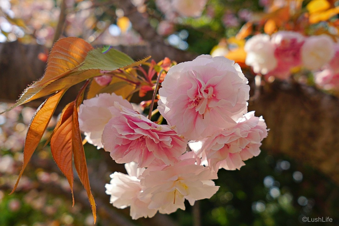 舞鶴公園の八重桜