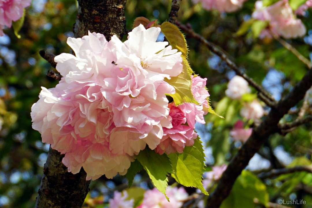 舞鶴公園の八重桜