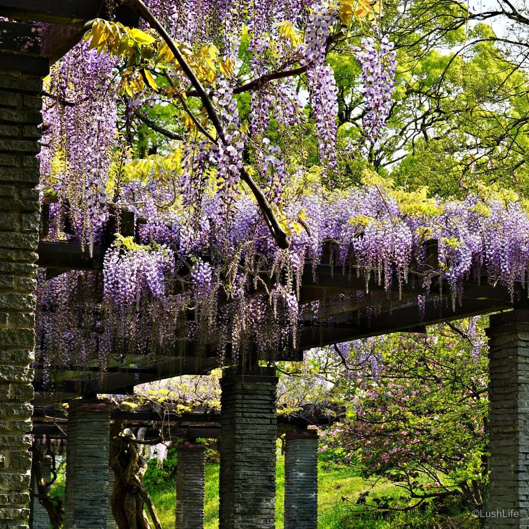 舞鶴公園の藤棚